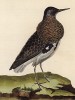 Птица-драчун (турухтан), мальчик (из Table des Planches Enluminées d'Histoire Naturelle de M. D'Aubenton (фр.). Утрехт. 1783 год (лист 305))
