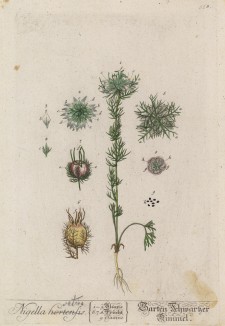 Нигелла, или чернушка посевная с семенами (Nigella aruensis (лат.)) (лист 558 "Гербария" Элизабет Блеквелл, изданного в Нюрнберге в 1760 году)