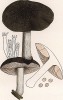 Плютей олений, или oлений гриб, Pluteus cervinus Schaeff. (лат.). Съедобный, но невкусный гриб. Дж.Бресадола, Funghi mangerecci e velenosi, т.II, л.139. Тренто, 1933