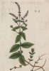 Мята дикая (Mentha sylvestrus (лат.)) (лист 292 "Гербария" Элизабет Блеквелл, изданного в Нюрнберге в 1757 году)