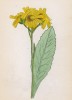 Цинерария приальпийская (Cineraria alpestris (лат.)) (лист 229 известной работы Йозефа Карла Вебера "Растения Альп", изданной в Мюнхене в 1872 году)