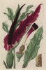 Аморфофаллус (Amorphophallus titanum (лат.)) - часть II (лист 269b "Гербария" Элизабет Блеквелл, изданного в Нюрнберге в 1757 году)