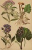 Посконник конопляный (Eupatoriun cannabinum), белокопытник лекарственный (Petasites officinalis), мать-и-мачеха (Tussilago Farfara), астра дикая (Aster Amellus)