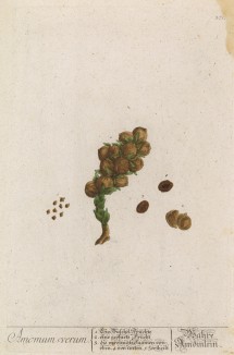 Гвоздичный перец (Amonum verum) -- крупный красный перец чили, из которого делают паприку (лист 371 "Гербария" Элизабет Блеквелл, изданного в Нюрнберге в 1757 году)