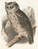 Североамериканская совка, Scops Mccallii (лат.). United States and Mexican Boundary Survey… Spencer F. Baird, Birds of the Boundary, л.I. Вашингтон, 1859 