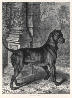 Немецкий мастиф из "Книги собак" Веро Шоу, изданной в Лондоне в 1881 году