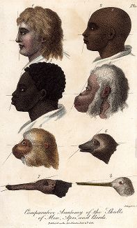 Сравнительная анатомия черепа человека, обезьяны и птицы. 