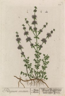 Мята блошная (Pulegium erectum (лат.)) (лист 303 "Гербария" Элизабет Блеквелл, изданного в Нюрнберге в 1757 году)