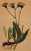 Виллемеция (Willemetia stipitata (лат.)) (из Atlas der Alpenflora. Дрезден. 1897 год. Том V. Лист 487)