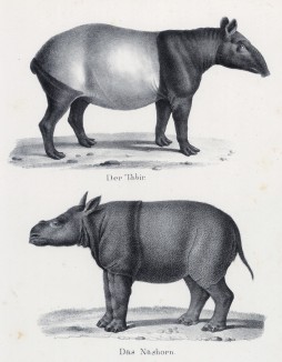 Тапир и носорог (лист 57 первого тома работы профессора Шинца Naturgeschichte und Abbildungen der Menschen und Säugethiere..., вышедшей в Цюрихе в 1840 году)