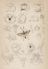 Органы зрения у насекомых (Insect organs (англ.)) (лист 6 XXXIV тома "Библиотеки натуралиста" Вильяма Жардина, изданного в Эдинбурге в 1843 году)