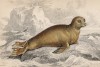 Тюлених Otaria Molossina (лат.) (лист 24 тома VI "Библиотеки натуралиста" Вильяма Жардина, изданного в Эдинбурге в 1843 году)