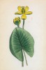 Кубышка малая (Nuphar pumila (лат.)) (лист 39 известной работы Йозефа Карла Вебера "Растения Альп", изданной в Мюнхене в 1872 году)