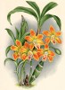 Орхидея CHYSIS LAEVIS (лат.) (лист DCCXXVI Lindenia Iconographie des Orchidées - обширнейшей в истории иконографии орхидей. Брюссель, 1901)