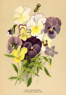 Фиалка рогатая гибридная (Viola cornuta hybrida). Многолетники наиболее красивые и пригодные для садовой культуры. Санкт-Петербург, 1913