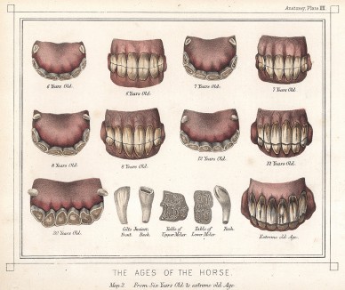 Возраст лошади. Рис.2: лощадь с шести лет до последнего момента. The Book of Field Sports and Library of Veterinary Knowledge. Лондон, 1864