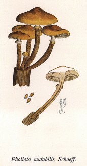Опёнок летний, он же кюнеромицес изменчивый. Pholiota mutabilis Schaeff. (лат.). Дж.Бресадола, Funghi mangerecci e velenosi, т.II, л.151. Тренто, 1933