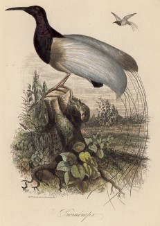 Капский сахарный медосос (иллюстрация к работе Ахилла Конта Musée d'histoire naturelle, изданной в Париже в 1854 году)