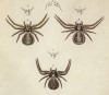 Различные пауки рода Thomisus (лат.) (лист VI. 2 из Monographie der spinne... Нюрнберг. 1829 год (экземпляр № 26 из 100))