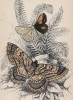 Ночные бабочки 1. Angerona prunaria 2. Alcis scolopacea (лат.) (лист 28 XXXVII тома "Библиотеки натуралиста" Вильяма Жардина, изданного в Эдинбурге в 1843 году)