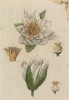Кувшинка белая (водяная лилия) (Nymphaea alba (лат.)) (лист 498b "Гербария" Элизабет Блеквелл, изданного в Нюрнберге в 1760 году)