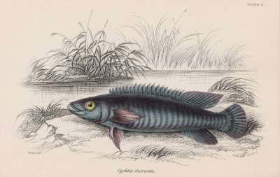 Креницихла Йохана (Cychla fasciata (лат.)) (лист 4 тома XL "Библиотеки натуралиста" Вильяма Жардина, изданного в Эдинбурге в 1860 году)