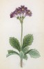 Примула реснитчатая (Primula ciliata (лат.)) (лист 351 известной работы Йозефа Карла Вебера "Растения Альп", изданной в Мюнхене в 1872 году)