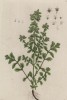 Майоран, или заатар (Origanum majorana (лат.)) — одна из любимых приправ еврейской кухни (лист 319 "Гербария" Элизабет Блеквелл, изданного в Нюрнберге в 1757 году)
