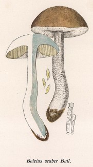 Подберезовик, он же берёзовик или обабок, Boletus scaber Bull. (лат.). Дж.Бресадола, Funghi mangerecci e velenosi, т.II, л.175. Тренто, 1933