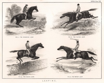 Преодоление препятствий. The Book of Field Sports and Library of Veterinary Knowledge. Лондон, 1864