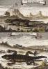 Маленькая и большая ящерицы из Южной Африки. Гравюра из тома IV Histoire generale des voyages... аббата Прево. Париж, 1745
