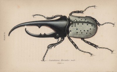 Скарабейник геркулес (Scarabeus Hercules (лат.)) (лист 11 XXXV тома "Библиотеки натуралиста" Вильяма Жардина, изданного в Эдинбурге в 1843 году)