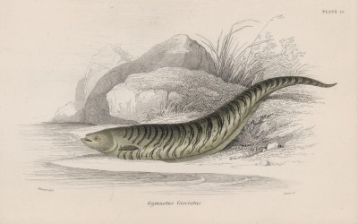 Рыбка гимнотус (Gymnotus fasciatus (лат.)) (лист 19 тома XL "Библиотеки натуралиста" Вильяма Жардина, изданного в Эдинбурге в 1860 году)