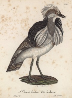 Дрофа-красотка из Западной Монголии (лист из альбома литографий "Галерея птиц... королевского сада", изданного в Париже в 1825 году)