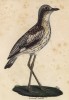 Авдотка длинноногая (лист из альбома литографий "Галерея птиц... королевского сада", изданного в Париже в 1825 году)
