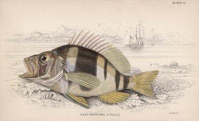 Поперечно-полосатый группер (полосатый группер) (Plectropoma puella (лат.)) (лист 22 XXIX тома "Библиотеки натуралиста" Вильяма Жардина, изданного в Эдинбурге в 1835 году