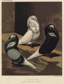 Голуби хохлатые (jacobins): голубой, белый и чёрный (из знаменитой "Книги голубей..." Роберта Фултона, изданной в Лондоне в 1874 году)