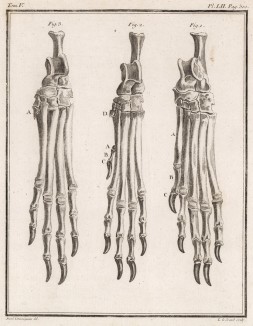 Строение костей лап различных животных (лист LII иллюстраций к пятому тому знаменитой "Естественной истории" графа де Бюффона, изданному в Париже в 1755 году)