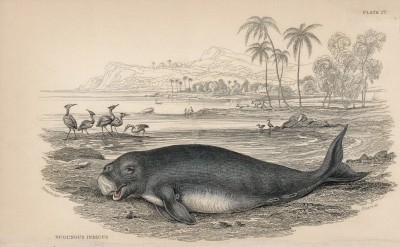 Дюгонь (Dugungus Indicus (лат.)) (лист 27 тома VI "Библиотеки натуралиста" Вильяма Жардина, изданного в Эдинбурге в 1843 году)