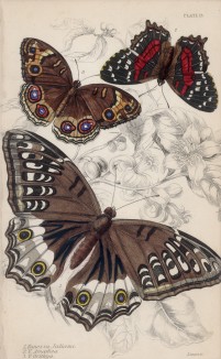 Бабочки 1. Vanessa Juliana 2. V. Amathea 3. V. Orithya (лат.) (лист 15 XXXVI тома "Библиотеки натуралиста" Вильяма Жардина, изданного в Эдинбурге в 1837 году)
