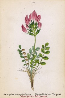 Астрагал монпелийский (Astragalus monspefsulanus (лат.)) (лист 130 известной работы Йозефа Карла Вебера "Растения Альп", изданной в Мюнхене в 1872 году)