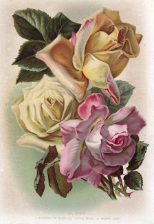 Чайные розы: Графиня  Надаллак, Невеста, Мадам Кузен (Tea Roses: Comtesse de Nadaillac, The Bride, Madame Cusin). The Gardener's Assistant. Лондон, 1900