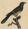 Кукушка медного оперения (лист из альбома литографий "Галерея птиц... королевского сада", изданного в Париже в 1822 году)