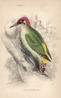 Зелёный дятел (Brachylophus viridis (лат.)) (лист 21 тома XXV "Библиотеки натуралиста" Вильяма Жардина, изданного в Эдинбурге в 1839 году)
