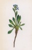 Арабис голубой (Arabis caerulea (лат.)) (лист 48 известной работы Йозефа Карла Вебера "Растения Альп", изданной в Мюнхене в 1872 году)
