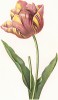 Тюльпан (фр. tulipe cultivée / varietée, лат. Tulipa culta). С гравюры по рисунку Пьера-Жозефа Редуте из альбома Fruits and Flowers. Лондон, 1955