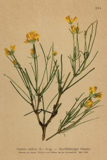 Дрок лучистый (Genista radiata (лат.)) (из Atlas der Alpenflora. Дрезден. 1897 год. Том III. Лист 235)