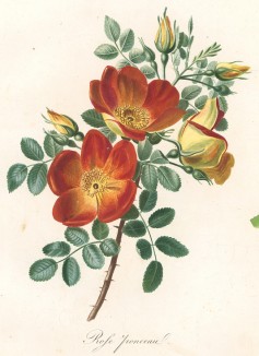 Шиповник из Flore pittoresque dediée Aux Dames par A. Chazal... Париж. 1820 год. В 2000 году комплект этих лучших в истории французской книги начала XIX века ботанических иллюстраций был продан на аукционе "Кристи" за 209.462 $