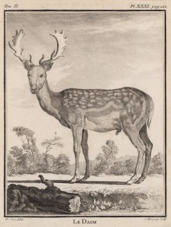 Лань-мальчик (лист XXXI иллюстраций ко второму тому знаменитой "Естественной истории" графа де Бюффона, изданному в Париже в 1749 году)
