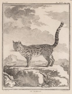 Американский дикий кот, или маргай (лист XIX иллюстраций к шестому тому знаменитой "Естественной истории" графа де Бюффона, изданному в Париже в 1756 году)